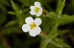 Branched hedgehyssop